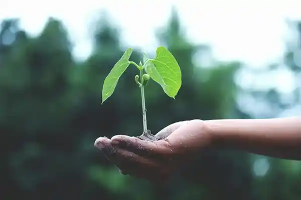 A hand holding a small tree growing out of its palm.